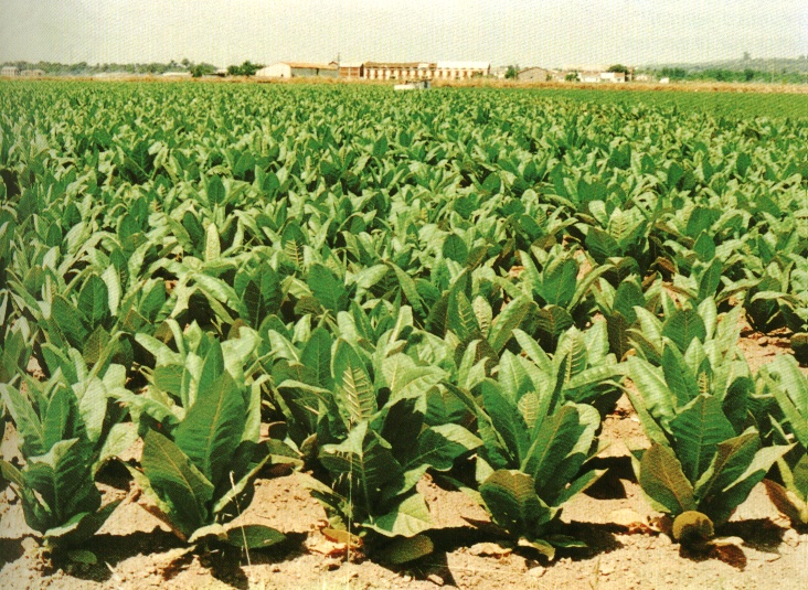 UGT pide que se mantengan las ayudas al cultivo del tabaco por ser insustituible